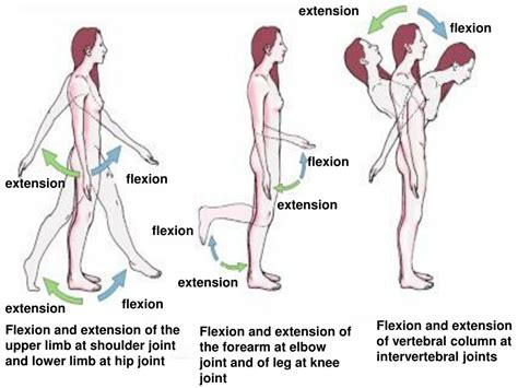 PPT - INTRODUCTION TO HUMAN ANATOMY PowerPoint Presentation, free download - ID:4395169