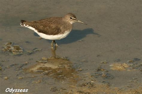 Green Sandpiper | Greek Nature Encyclopedia