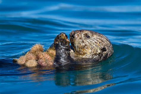 Alaska, Sea otter eating urchins. | Alaska, Cross Sound, Sea… | Flickr