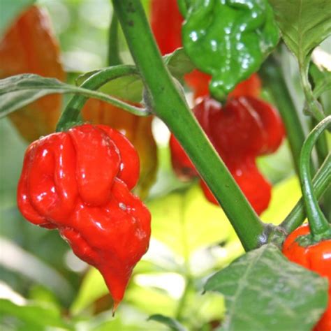 Order Trinidad Scorpion Butch T Chili Seeds online at chili-shop24.de