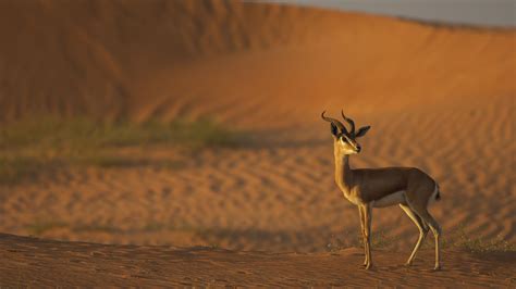 Wildlife | Emirates Nature-WWF