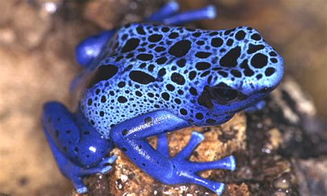 Poison Dart Frogs | The Most Poisonous Animal | The Wildlife