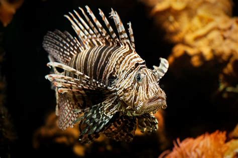 Lionfish Aquarium Picture. Image: 98610278