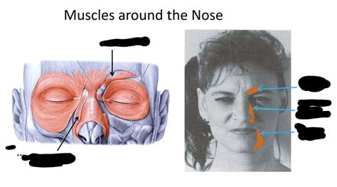 nose muscles Diagram | Quizlet