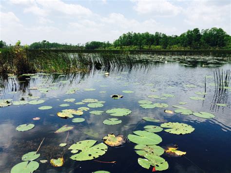 Free Images : tree, swamp, lake, reflection, body of water, lily pad ...