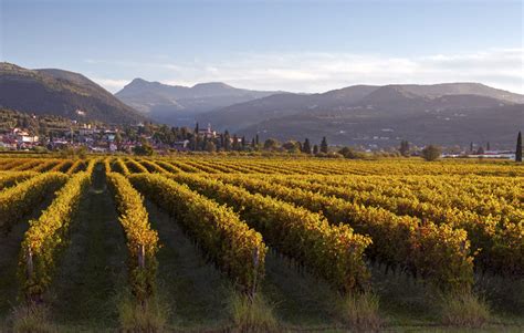 My Favorite Vineyards in Italy that I Recommend to You • Wander Your Way