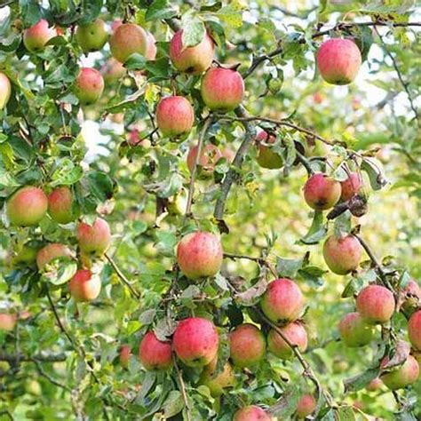 19 Best Apple Tree Varieties (with a Guide to Flowering Groups) | Apple tree, Fast growing fruit ...