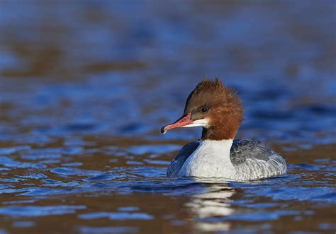 How to photograph winter wildlife | Amateur Photographer