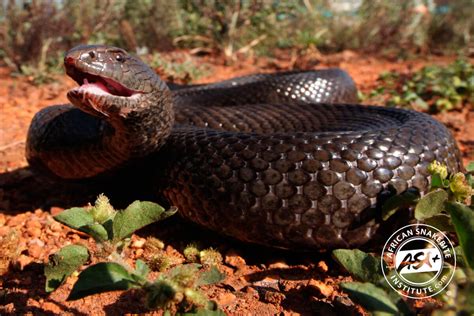 Mole Snake - African Snakebite Institute