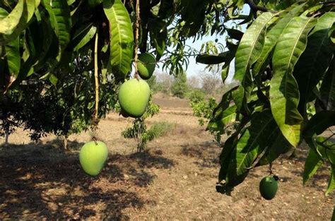 Mango Cultivation Income, Project report, Yield, Profits | Agri Farming