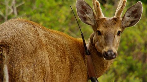 La lucha contra la extinción del huemul en el sur de Chile