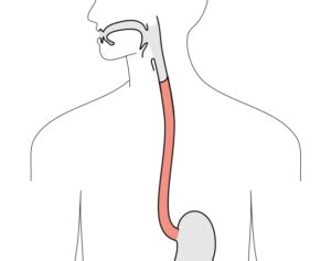 Ineffective Esophageal Motility Treatment Market Growth | Future Plans and Forecast to 2028 | PRnob