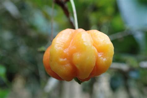 Surinam Cherry or Pitanga from Finca la Isla, not quite ripe. SN: Eugenia uniflora | Tropical ...