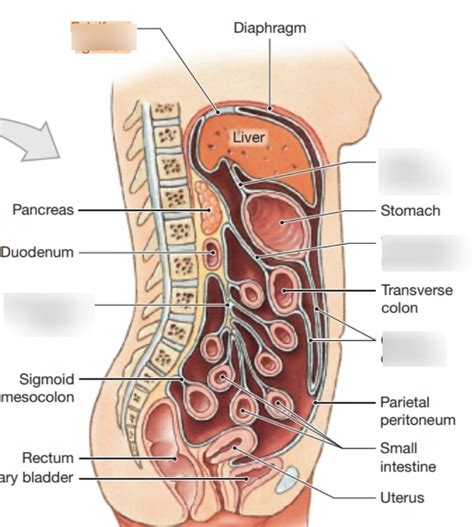 mesenteries Diagram | Quizlet