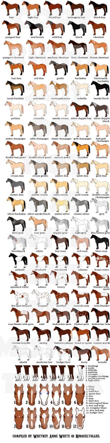 Horse Colour Names - coloring pages