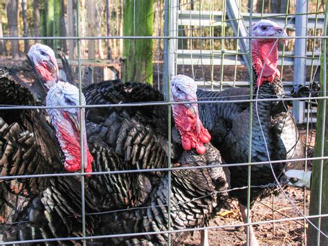 Farm Offers Natural Food, Holiday Fun | Coastal Review