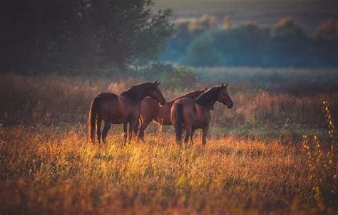 Autumn Horse Wallpapers - Top Free Autumn Horse Backgrounds - WallpaperAccess