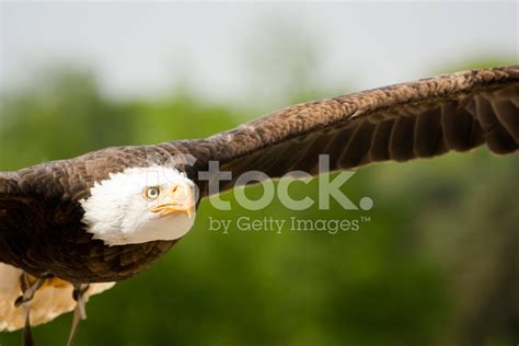 Bald Eagle Flying Stock Photo | Royalty-Free | FreeImages