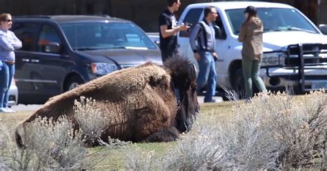 Yellowstone visitors respond to viral bison attack | All Abc Fox ...