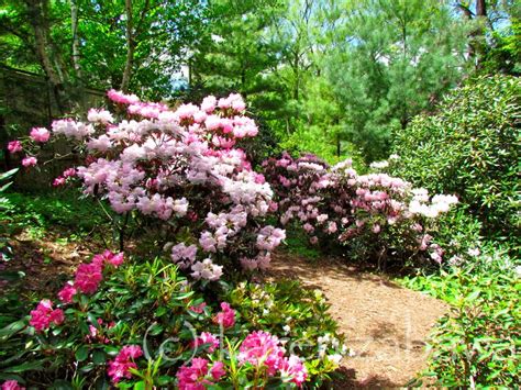 Brueckner Rhododendron Gardens: Japanese Cherries, Apple Trees, Redbuds ...