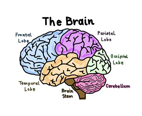 Goodnotes anatomy brain diagram aesthetic | Brain diagram, Human brain diagram, Brain lobes