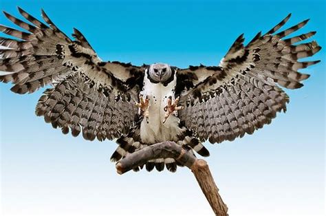 Águila arpía, el águila más poderosa del mundo | Águilas del mundo | Harpy eagle, Rainforest ...