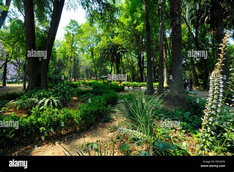 Parque Mexico (Mexico Park) in the La Condesa neighborhood of Mexico City, Mexico Stock Photo ...