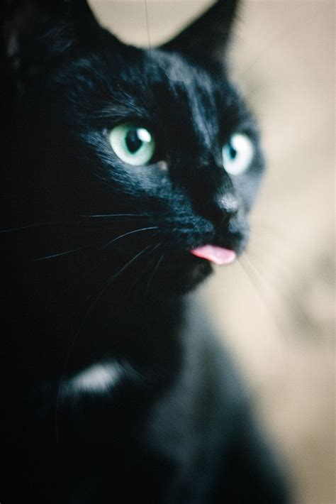 Cat Tongue Pictures, Photos, and Images for Facebook, Tumblr, Pinterest, and Twitter