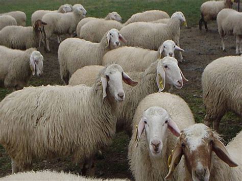 Assaf sheep - Alchetron, The Free Social Encyclopedia