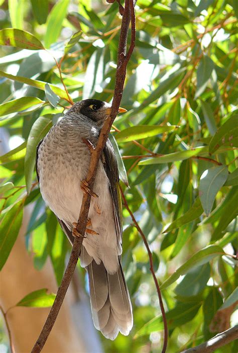 Feathered Security Guard | BirdForum