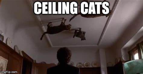 Ceiling Cat Meme Generator | Shelly Lighting