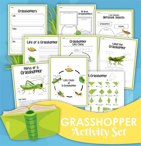 Grasshopper Activity Set Grasshopper Lifecycle Digital - Etsy