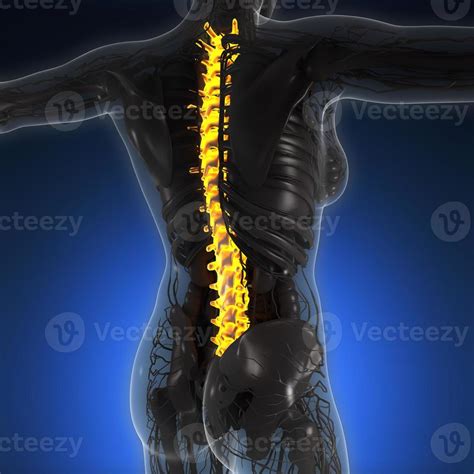 science anatomy of human body in x-ray with glow back bones 5636352 Stock Photo at Vecteezy