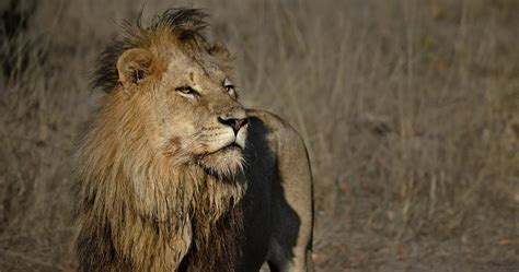 Wildlife in Lower Zambezi National Park - Zambia