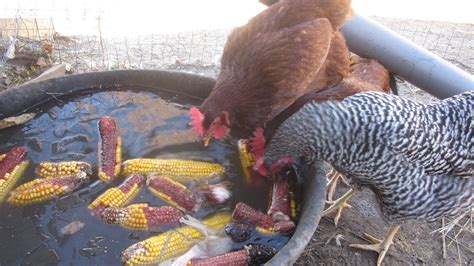 Surprising chickens: bobbing for corn on the cob, and winter feeding ...