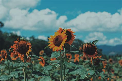 Aesthetic Sunflower Computer Wallpapers - Top Free Aesthetic Sunflower ...