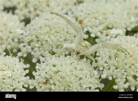 white female crab spider Stock Photo - Alamy