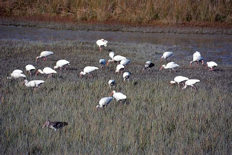 Pickney Island National Wildlife Refuge - HiltonHead-SC.com