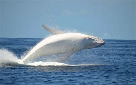 Pin by Claire Marchant 🐬 on ¤ Whales ¤ | Albino animals, Rare albino ...