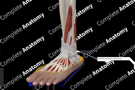 Superior Extensor Retinaculum of Ankle | Complete Anatomy