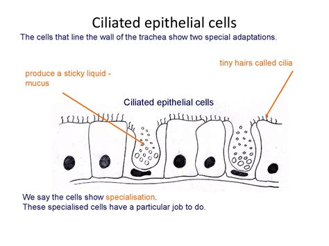 Ciliated Cell Diagram