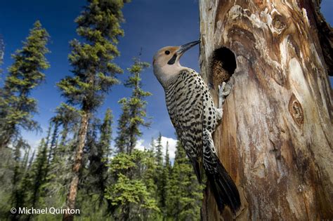 northern flicker | JOURNAL OF A WILDLIFE PHOTOGRAPHER