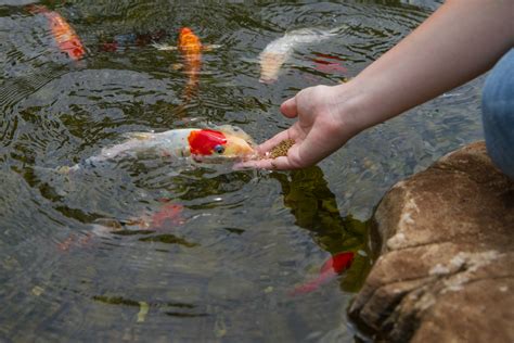 Feeding Fish - Advice from the bottom of the pond & beyond