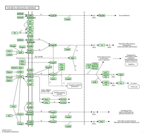 KEGG PATHWAY: TGF-beta signaling pathway - Homo sapiens (human)