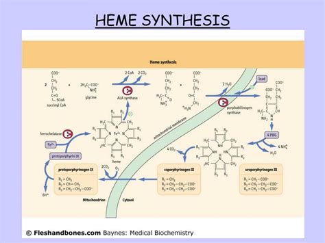 PPT - Pathophysiology of Heme Synthesis Beth A. Bouchard BIOC 212: Biochemistry of Human Disease ...