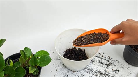 Bonsai Soil DIY: Learning to Mix Your Perfect Blend