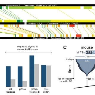 Conservation of piRNA clusters in tupaia, mouse, and human. ( A )... | Download Scientific Diagram