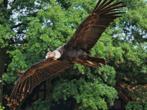 Andean Condors Can Fly for Up to 100 Miles Without Flapping Its Wings ...