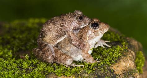 Scientists discover four new species of burrowing frogs in the Western Ghats