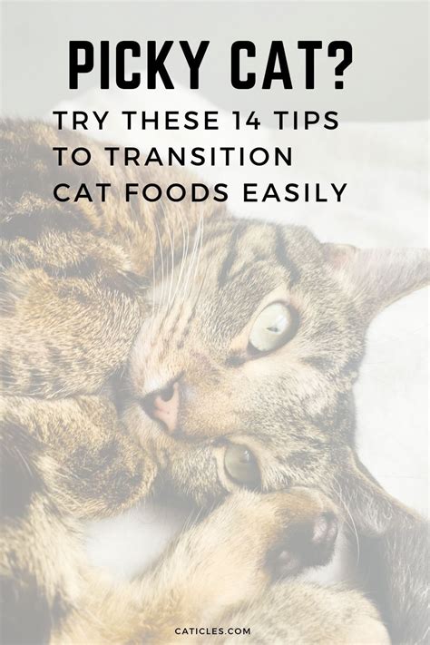 How to Transition Cat Food the Right Way [Complete Guide] - Caticles in 2020 | Cat food, Cat ...